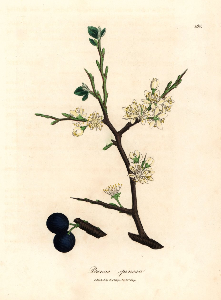 Hvit blomst og blå bær av sloe-treet, Prunus spinosa, fra en botanisk illustrasjon av James Sowerby fra William Woodville og Sir William Jackson Hookers "Medical Botany" 1832 (håndfarget kobberstikk) av James (after) Sowerby