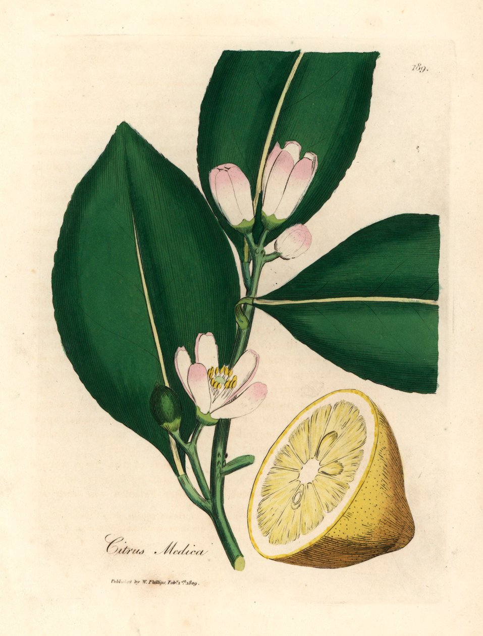 Hvit blomst og moden fruktsegment av sitrontreet, Citrus medica, fra en botanisk illustrasjon av James Sowerby fra William Woodville og Sir William Jackson Hookers "Medical Botany" 1832 (håndfarget kobberstikk) av James (after) Sowerby