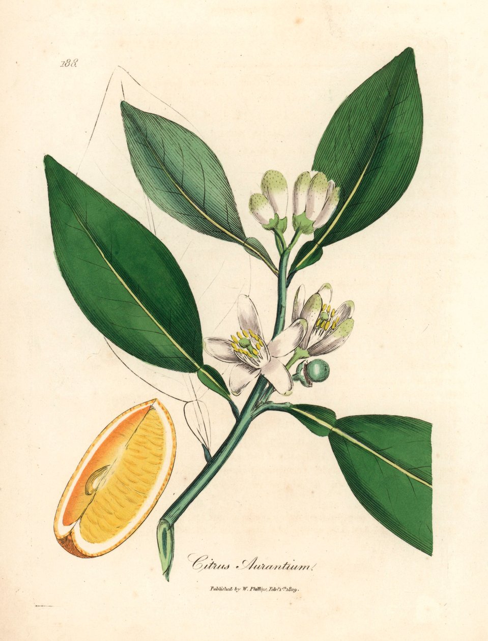 Hvit blomst og moden fruktsegment av appelsintreet, Citrus aurantium, fra en botanisk illustrasjon av James Sowerby fra William Woodville og Sir William Jackson Hookers "Medical Botany" 1832 (håndfarget kobberstikk) av James (after) Sowerby