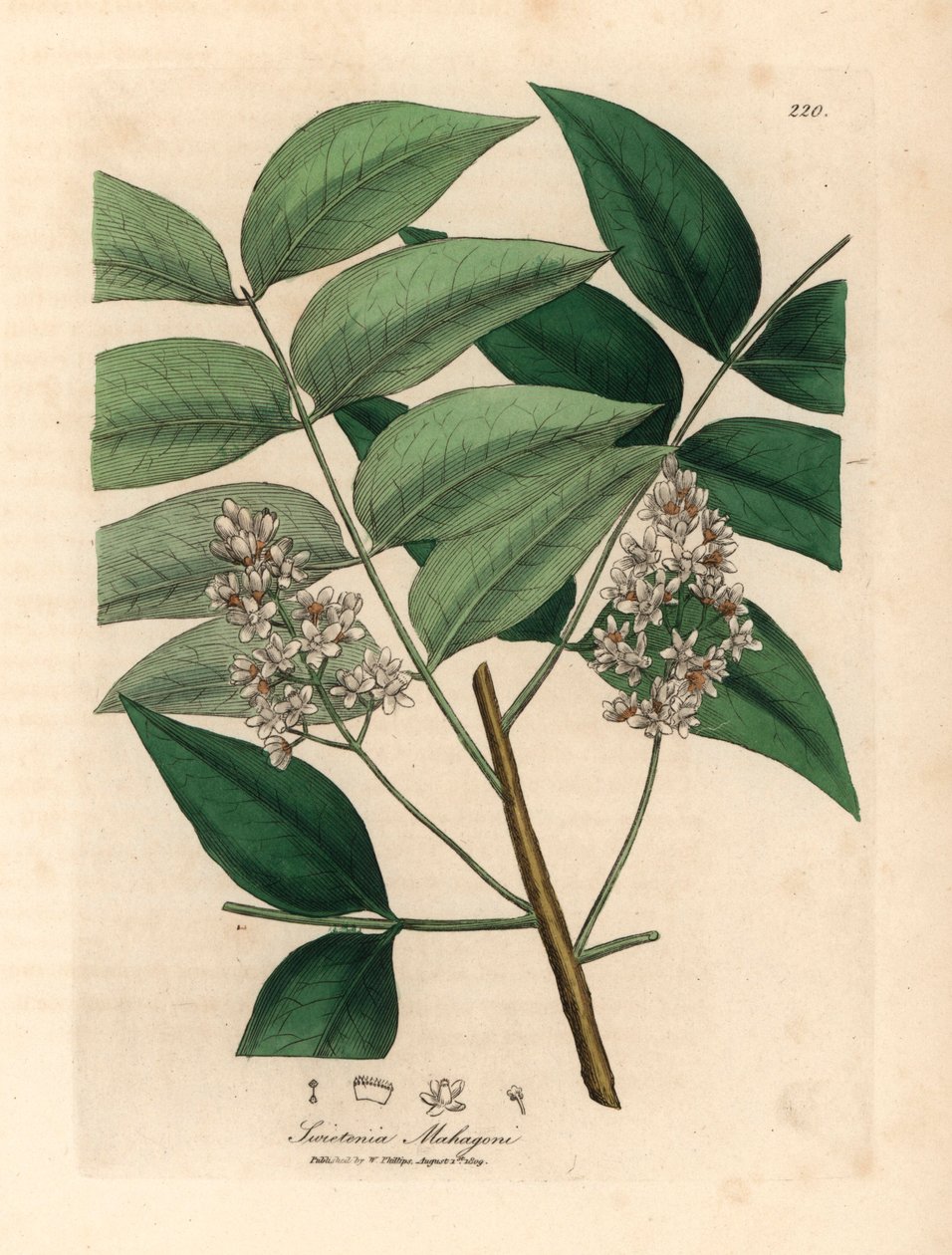 Hvitt blomstret mahognitre, Swietenia mahogani, fra en botanisk illustrasjon av James Sowerby fra William Woodville og Sir William Jackson Hookers "Medical Botany" 1832 (håndfarget kobberstikk) av James (after) Sowerby