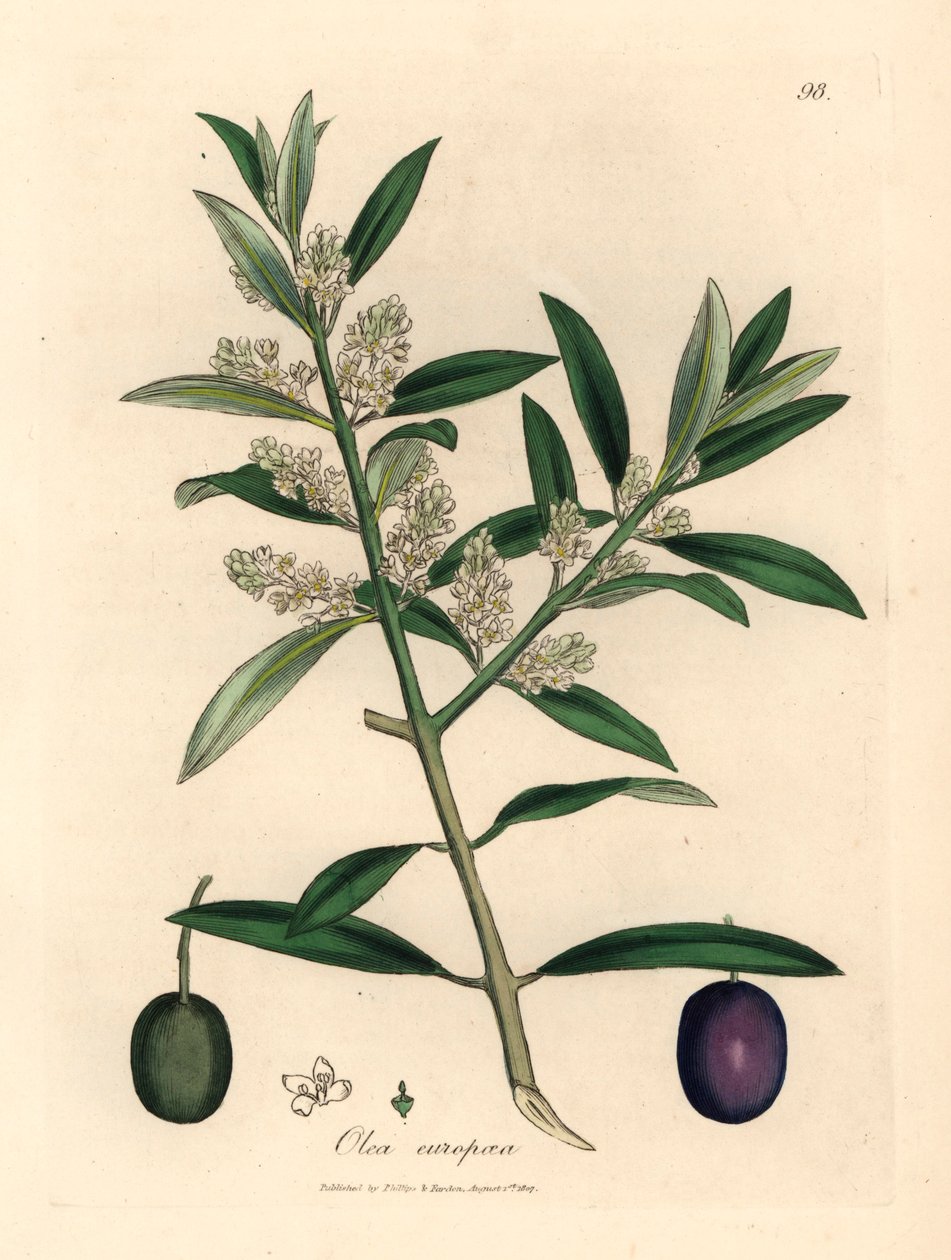 Hvitblomstret europeisk oliventre med frukt, Olea europaea, fra en botanisk illustrasjon av James Sowerby fra William Woodville og Sir William Jackson Hookers "Medical Botany" 1832 (håndfarget kobberstikk) av James (after) Sowerby