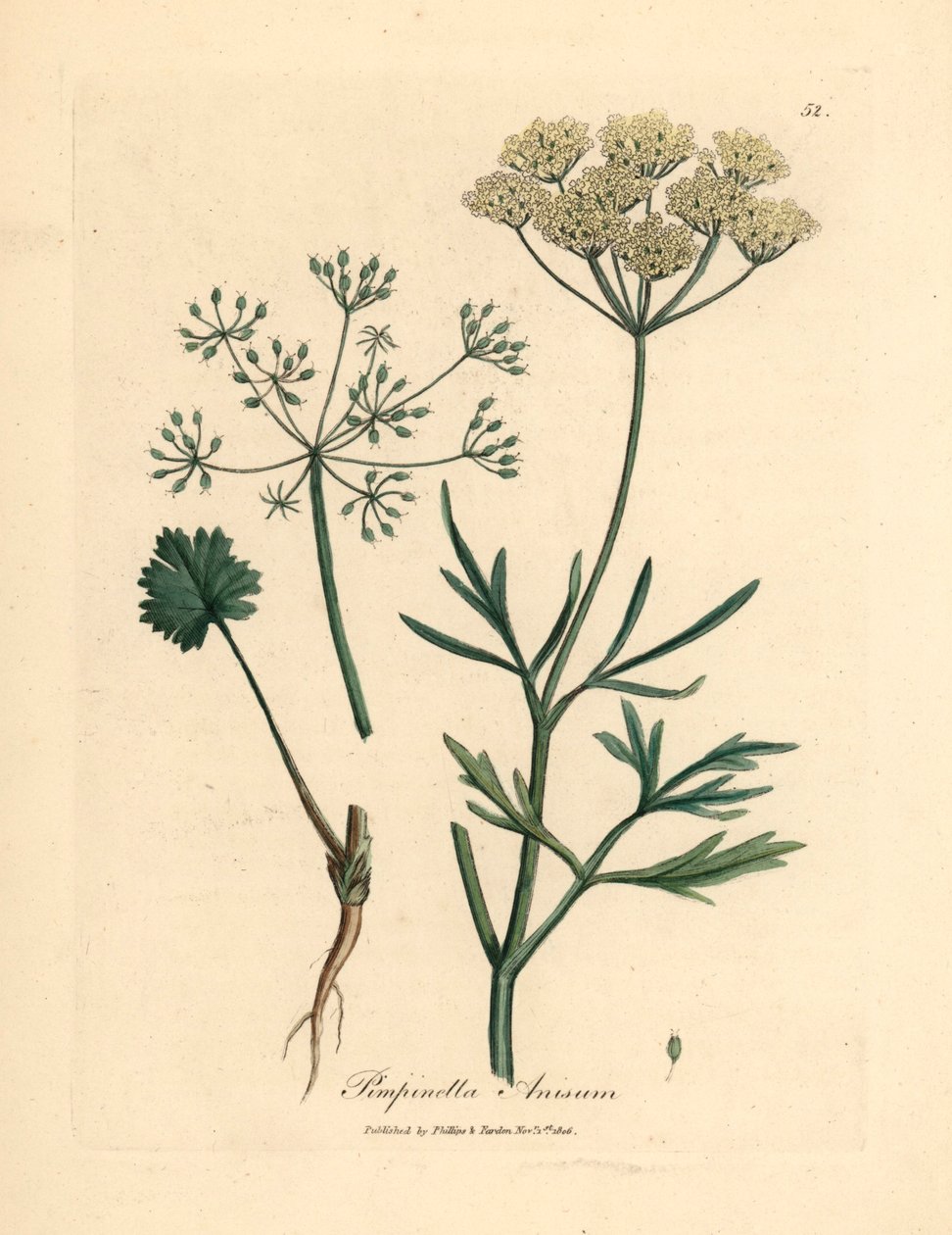 Hvitblomstret anis, Pimpinella anisum, fra en botanisk illustrasjon av James Sowerby fra William Woodville og Sir William Jackson Hookers "Medical Botany" 1832 (håndfarget kobberstikk) av James (after) Sowerby