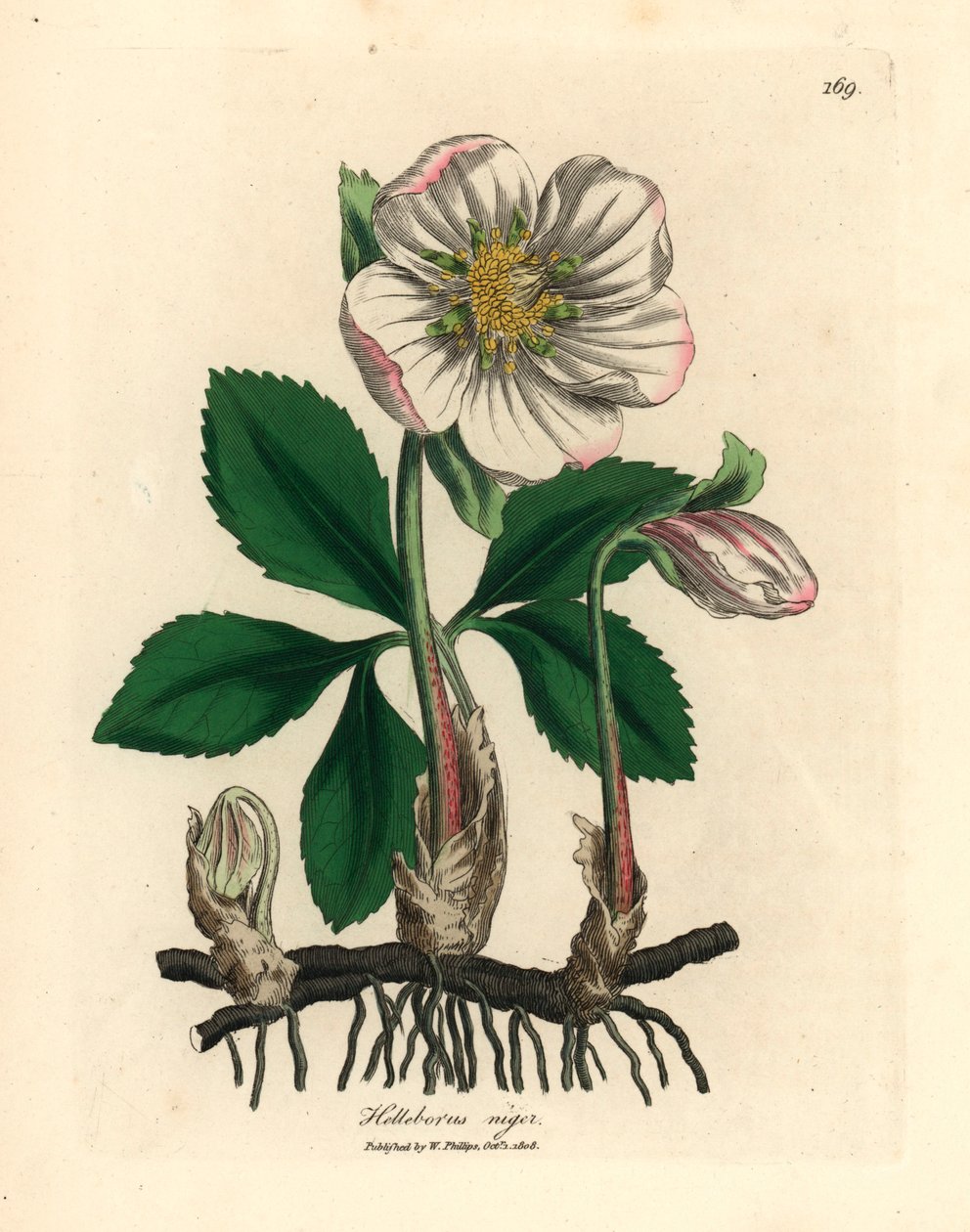 Hvitblomstret svart hellebore eller julerose, Helleborus niger, fra en botanisk illustrasjon av James Sowerby fra William Woodville og Sir William Jackson Hookers "Medical Botany" 1832 (håndfarget kobberstikk) av James (after) Sowerby