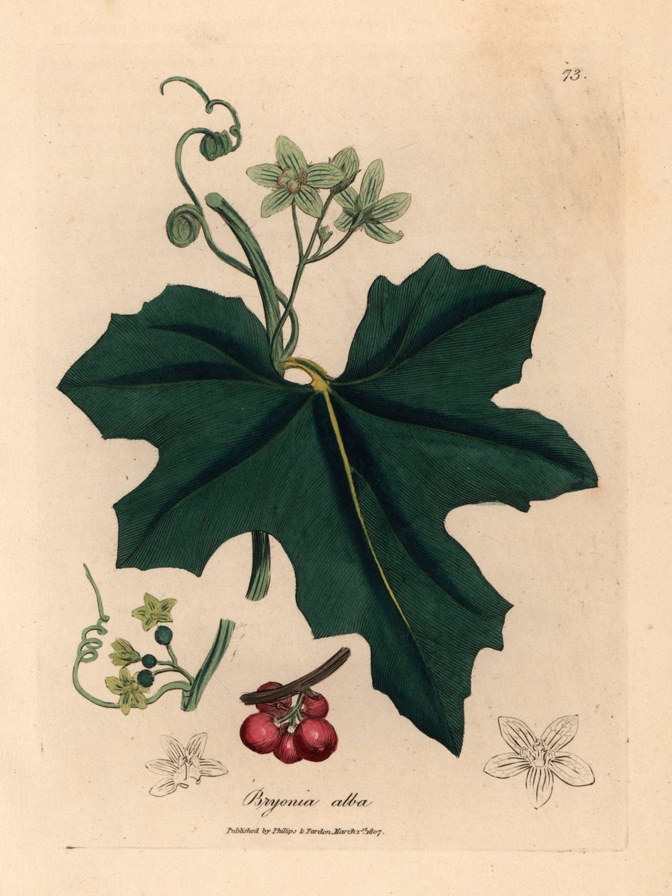 Hvitblomstret bryony, Bryonia alba, fra en botanisk illustrasjon av James Sowerby fra William Woodville og Sir William Jackson Hookers "Medical Botany" 1832 (håndfarget kobberstikk) av James (after) Sowerby