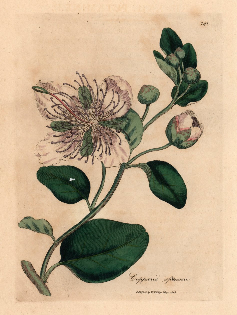Hvitblomstret kapersbusk, Capparis spinosa, fra en botanisk illustrasjon av James Sowerby fra William Woodville og Sir William Jackson Hookers "Medical Botany" 1832 (håndfarget kobberstikk) av James (after) Sowerby