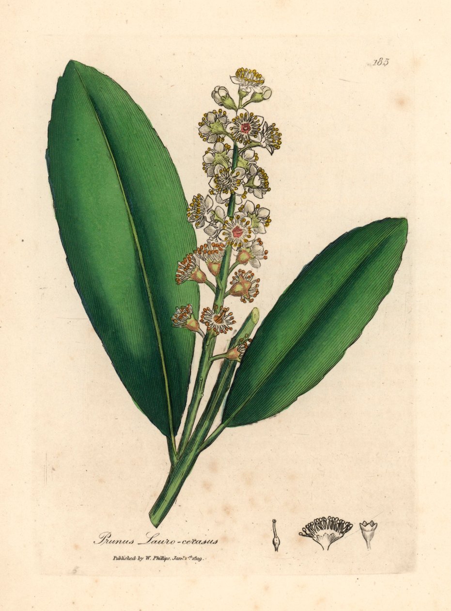 Hvitblomstret kirsebærlaurbærtre, Prunus laurocerasus, fra en botanisk illustrasjon av James Sowerby fra William Woodville og Sir William Jackson Hookers "Medical Botany" 1832 (håndfarget kobberstikk) av James (after) Sowerby
