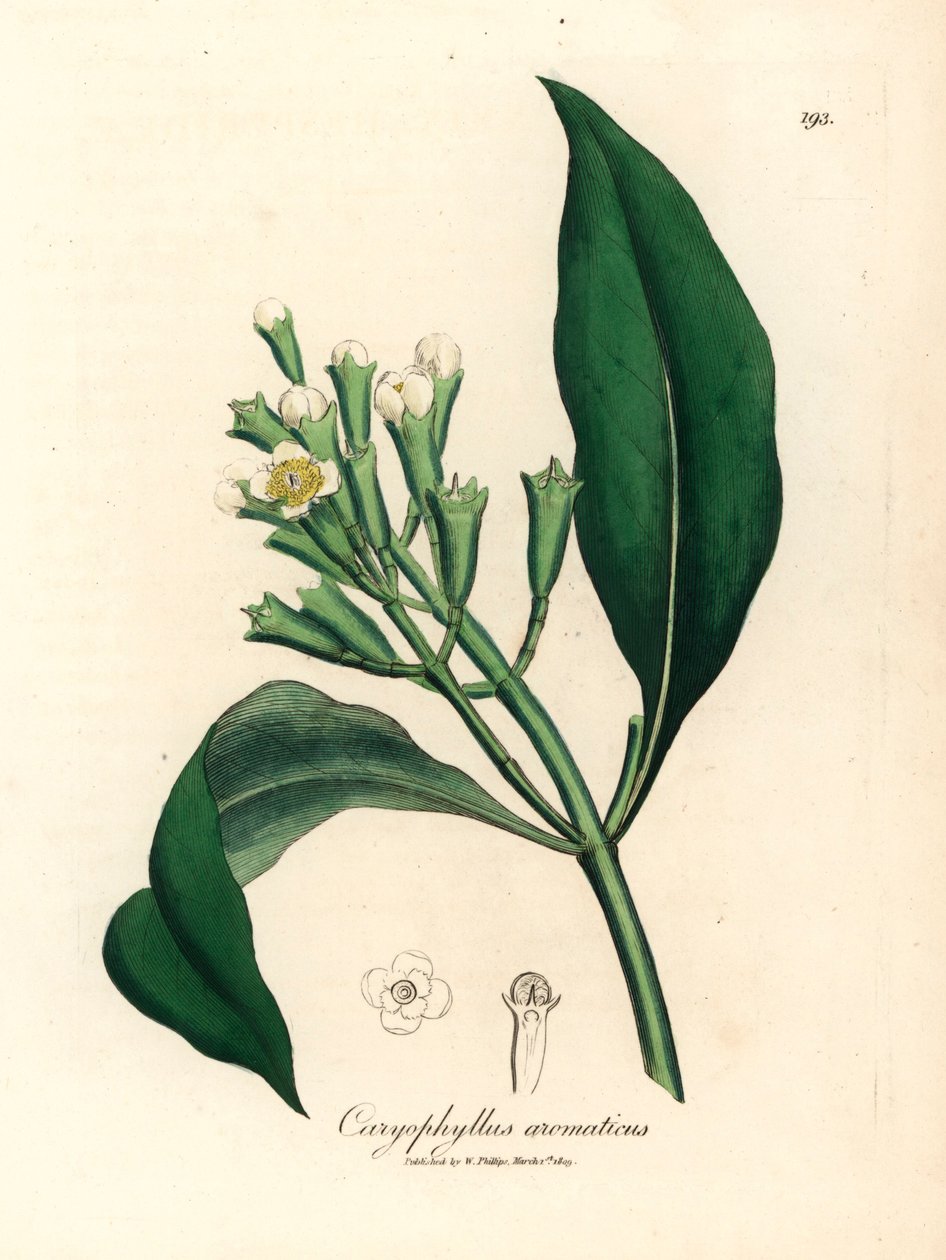 Hvitblomstret nellikkryddertre, Caryophyllus aromaticus, fra en botanisk illustrasjon av James Sowerby fra William Woodville og Sir William Jackson Hookers "Medical Botany" 1832 (håndfarget kobberstikk) av James (after) Sowerby