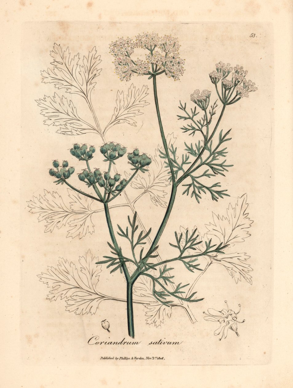 Hvitblomstret koriander, Coriandrum sativum, fra en botanisk illustrasjon av James Sowerby fra William Woodville og Sir William Jackson Hookers "Medical Botany" 1832 (håndfarget kobberstikk) av James (after) Sowerby