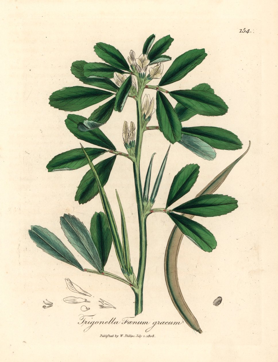 Hvitblomstret bukkehornkløver med frøkapsel, Trigonella foenum graecum, fra en botanisk illustrasjon av James Sowerby fra William Woodville og Sir William Jackson Hookers "Medical Botany" 1832 (håndfarget kobberstikk) av James (after) Sowerby