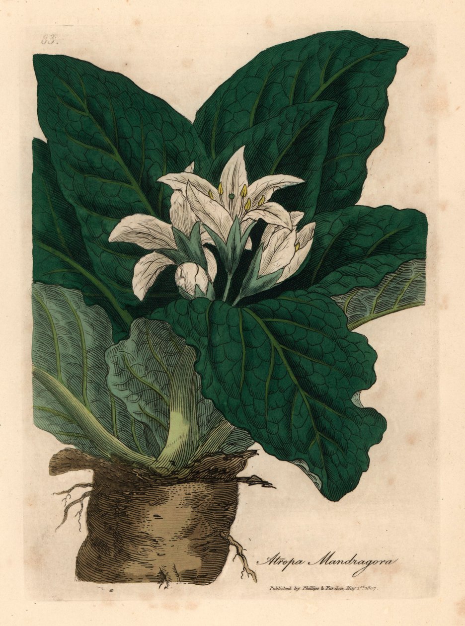 Hvitblomstret mandrake, Atropa mandragora , fra en botanisk illustrasjon av James Sowerby fra William Woodville og Sir William Jackson Hookers "Medical Botany" 1832 (håndfarget kobberstikk) av James (after) Sowerby
