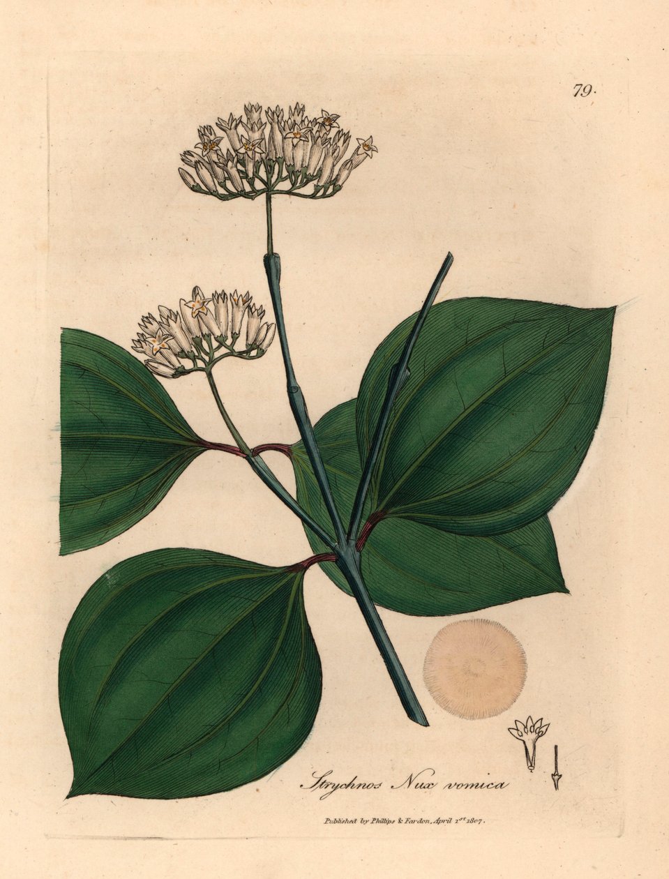 Hvitblomstret giftnøtt, Strychnos nux vomica, fra en botanisk illustrasjon av James Sowerby fra William Woodville og Sir William Jackson Hookers "Medical Botany" 1832 (håndfarget kobberstikk) av James (after) Sowerby