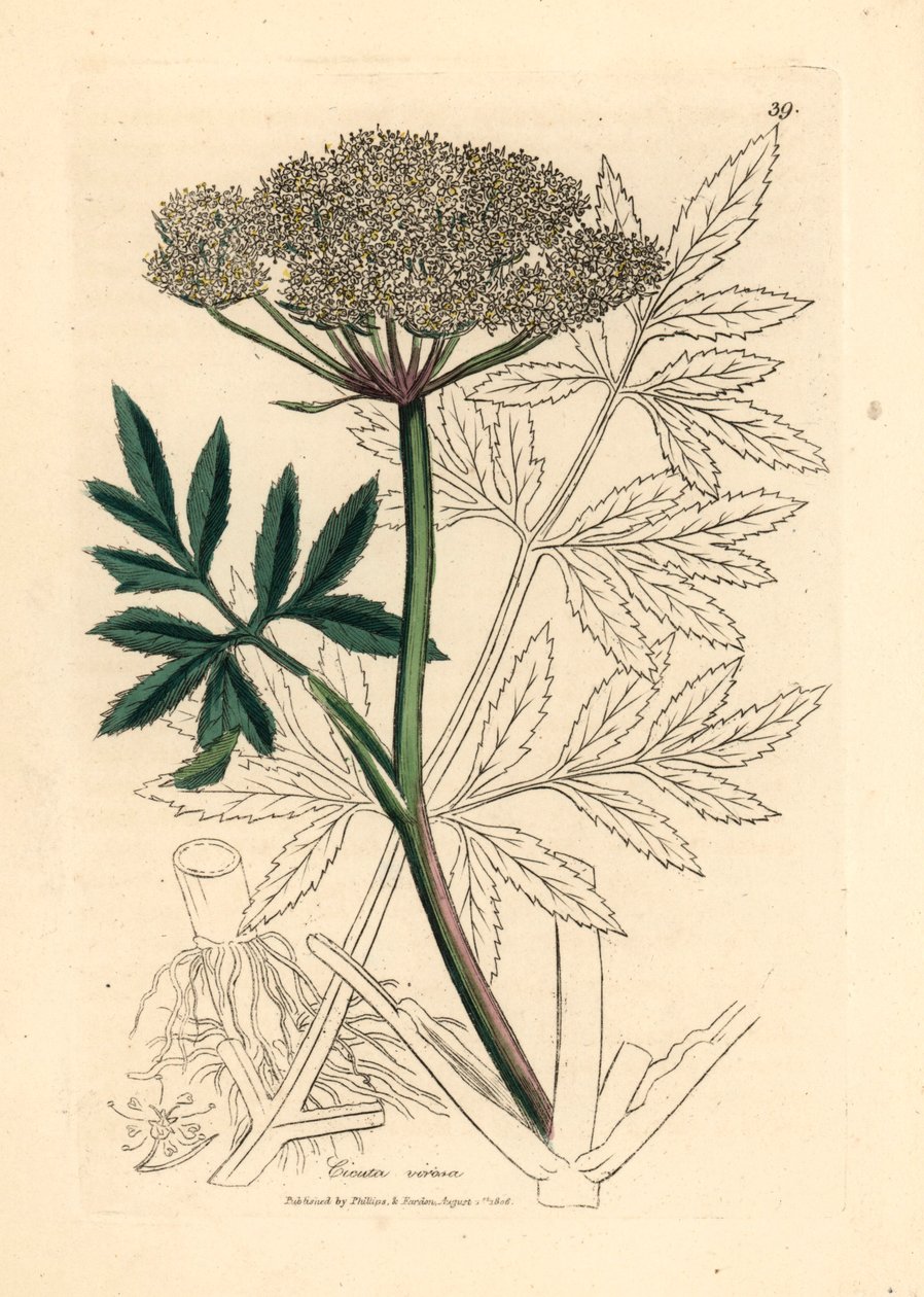 Hvitblomstret vannhemlock, Cicuta virosa , fra en botanisk illustrasjon av James Sowerby fra William Woodville og Sir William Jackson Hookers "Medical Botany" 1832 (håndfarget kobberstikk) av James (after) Sowerby