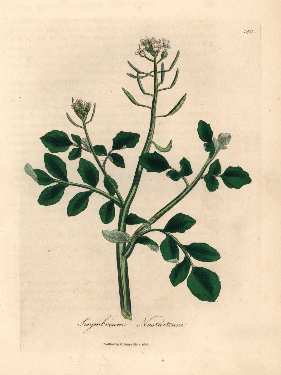 Hvitblomstret brønnkarse, Sisymbrium nasturtium, fra en botanisk illustrasjon av James Sowerby fra William Woodville og Sir William Jackson Hookers "Medical Botany" 1832 (håndfarget kobberstikk) av James (after) Sowerby
