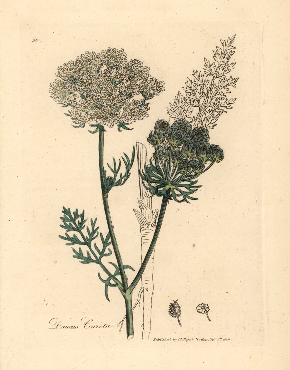 Hvitblomstret vill gulrotplante, Daucus carota, fra en botanisk illustrasjon av James Sowerby fra William Woodville og Sir William Jackson Hookers "Medical Botany" 1832 (håndfarget kobberstikk) av James (after) Sowerby