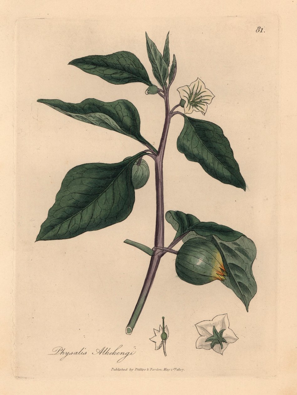 Hvitblomstret vinterkirsebær, Physalis alkekengi, fra en botanisk illustrasjon av James Sowerby fra William Woodville og Sir William Jackson Hookers "Medical Botany" 1832 (håndfarget kobberstikk) av James (after) Sowerby