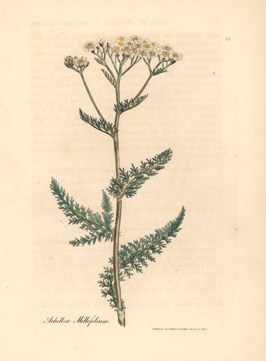 Hvitblomstret ryllik eller milfoil, Achillea millefolium, fra en botanisk illustrasjon av James Sowerby fra William Woodville og Sir William Jackson Hookers "Medical Botany" 1832 (håndfarget kobberstikk) av James (after) Sowerby