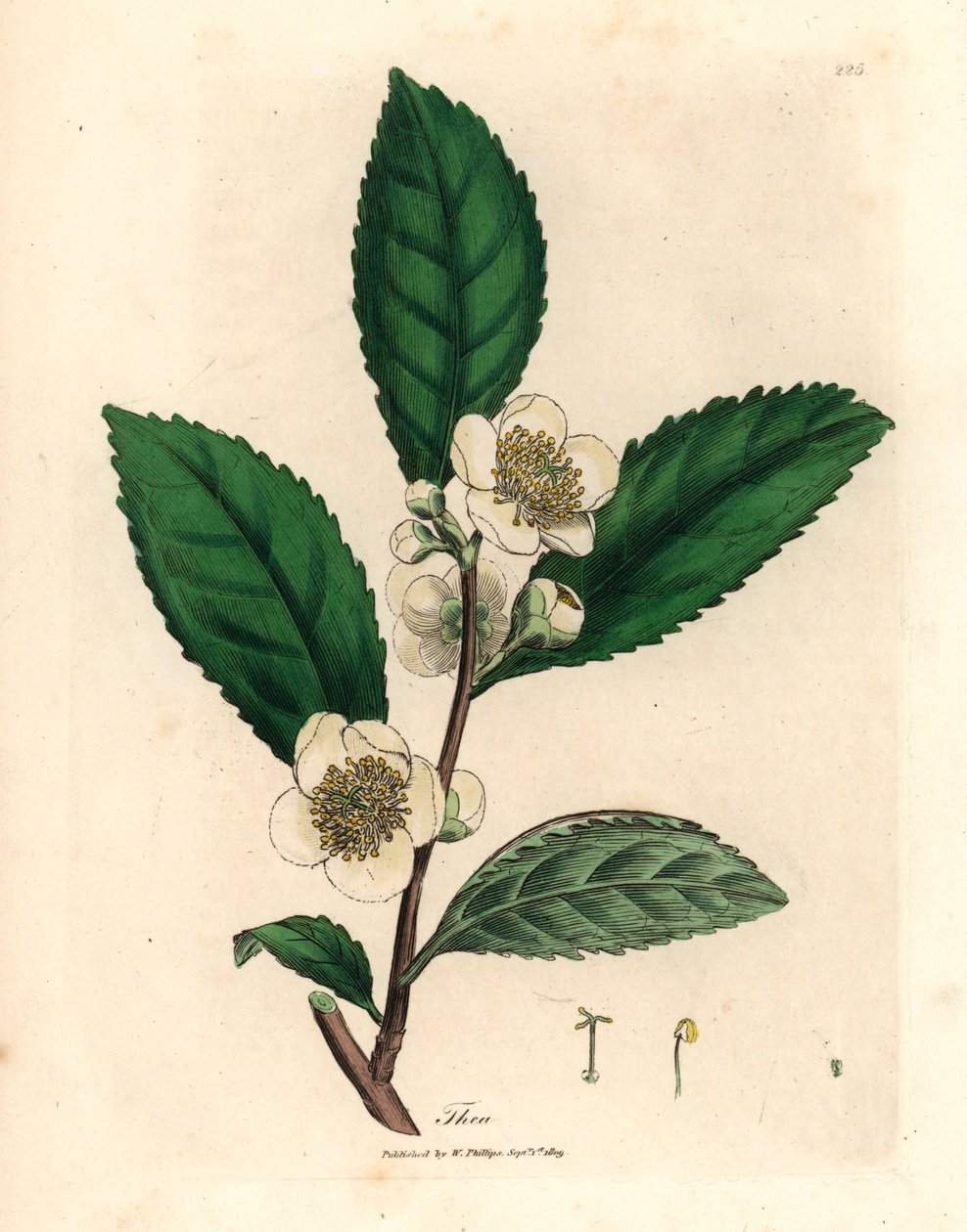 Hvite blomster og grønne teblader, Thea bohea, Camellia sinensis, fra en botanisk illustrasjon av James Sowerby fra William Woodville og Sir William Jackson Hookers "Medical Botany" 1832 (håndfarget kobberstikk) av James (after) Sowerby