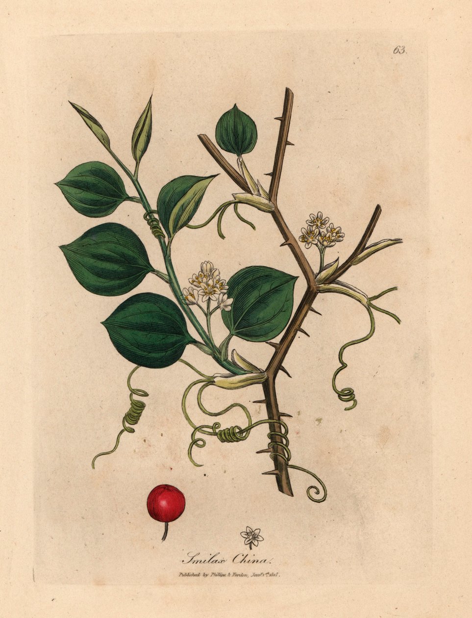 Hvite blomster, ranker og røde bær av kinesisk smilax, fra en botanisk illustrasjon av James Sowerby fra William Woodville og Sir William Jackson Hookers "Medical Botany" 1832 (håndfarget kobberstikk) av James (after) Sowerby