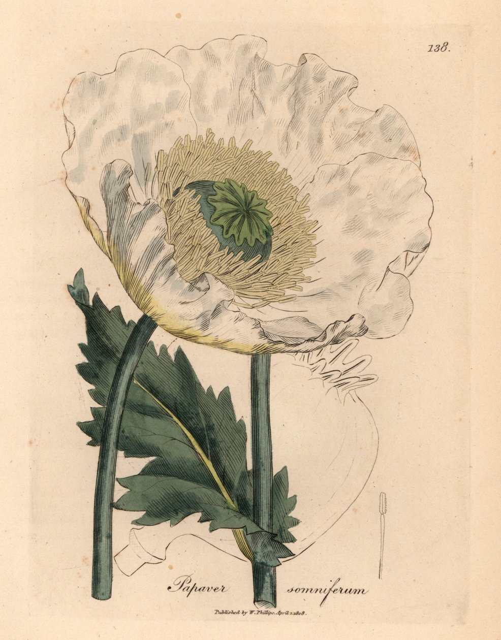 Hvit valmue, Papaver somniferum, fra en botanisk illustrasjon av James Sowerby fra William Woodville og Sir William Jackson Hookers "Medical Botany" 1832 (håndfarget kobberstikk) av James (after) Sowerby