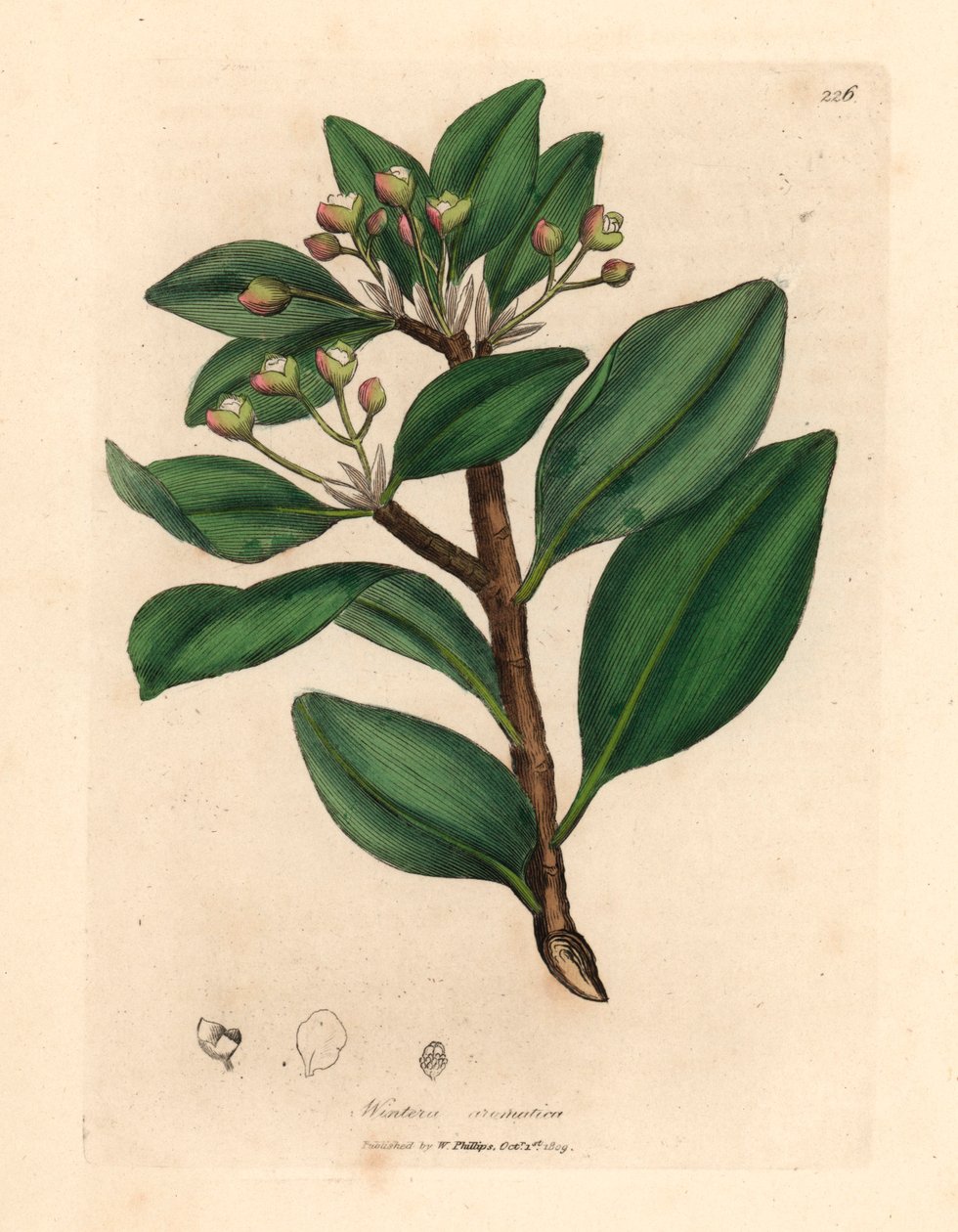 Winter's bark tree, Wintera aromatica, Drimys winteri, fra en botanisk illustrasjon av James Sowerby fra William Woodville og Sir William Jackson Hookers "Medical Botany" 1832 (håndfarget kobberstikk) av James (after) Sowerby