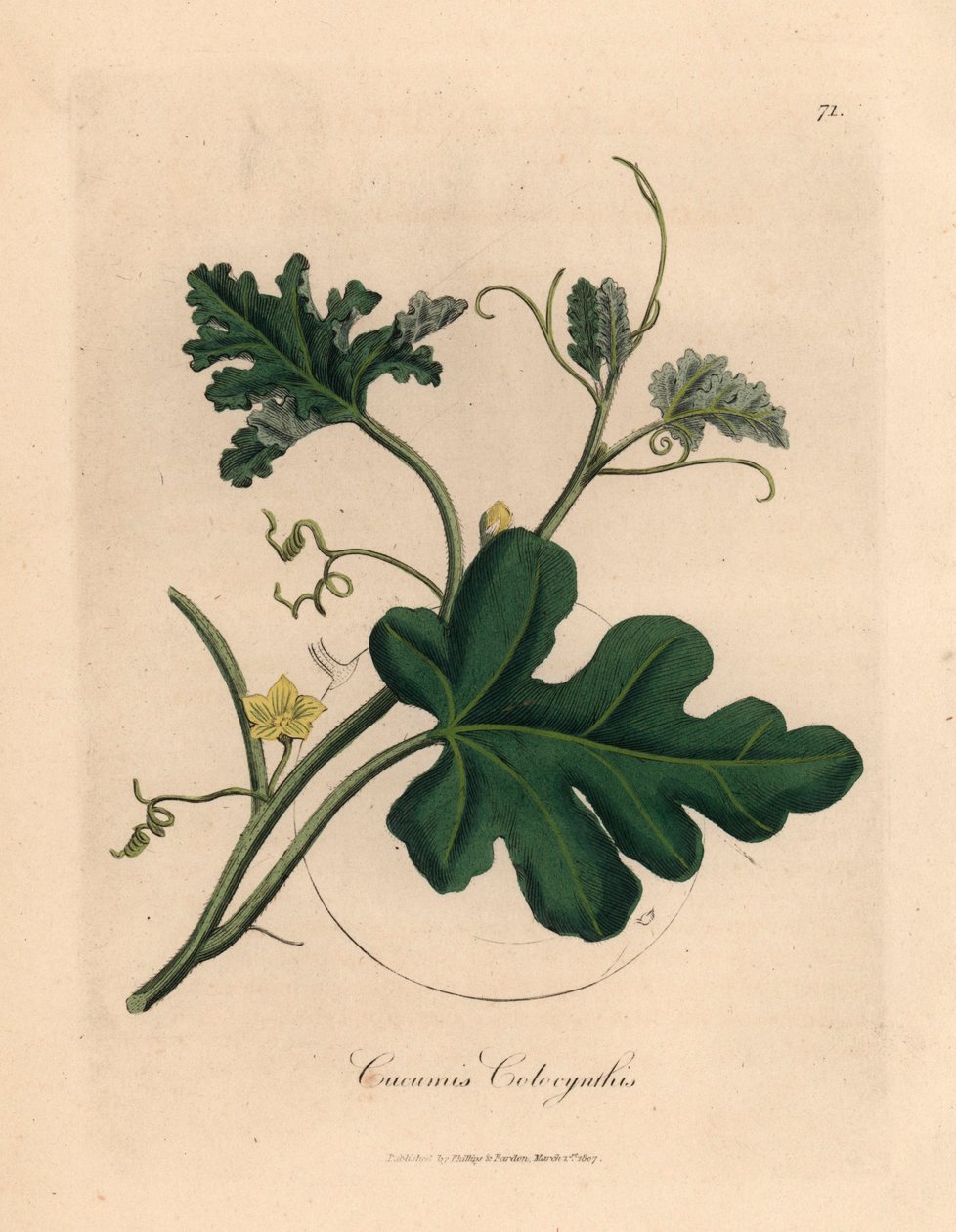 Gulblomstret bitter agurk, Cucumis colocynthis, fra en botanisk illustrasjon av James Sowerby fra William Woodville og Sir William Jackson Hookers "Medical Botany" 1832 (håndfarget kobberstikk) av James (after) Sowerby