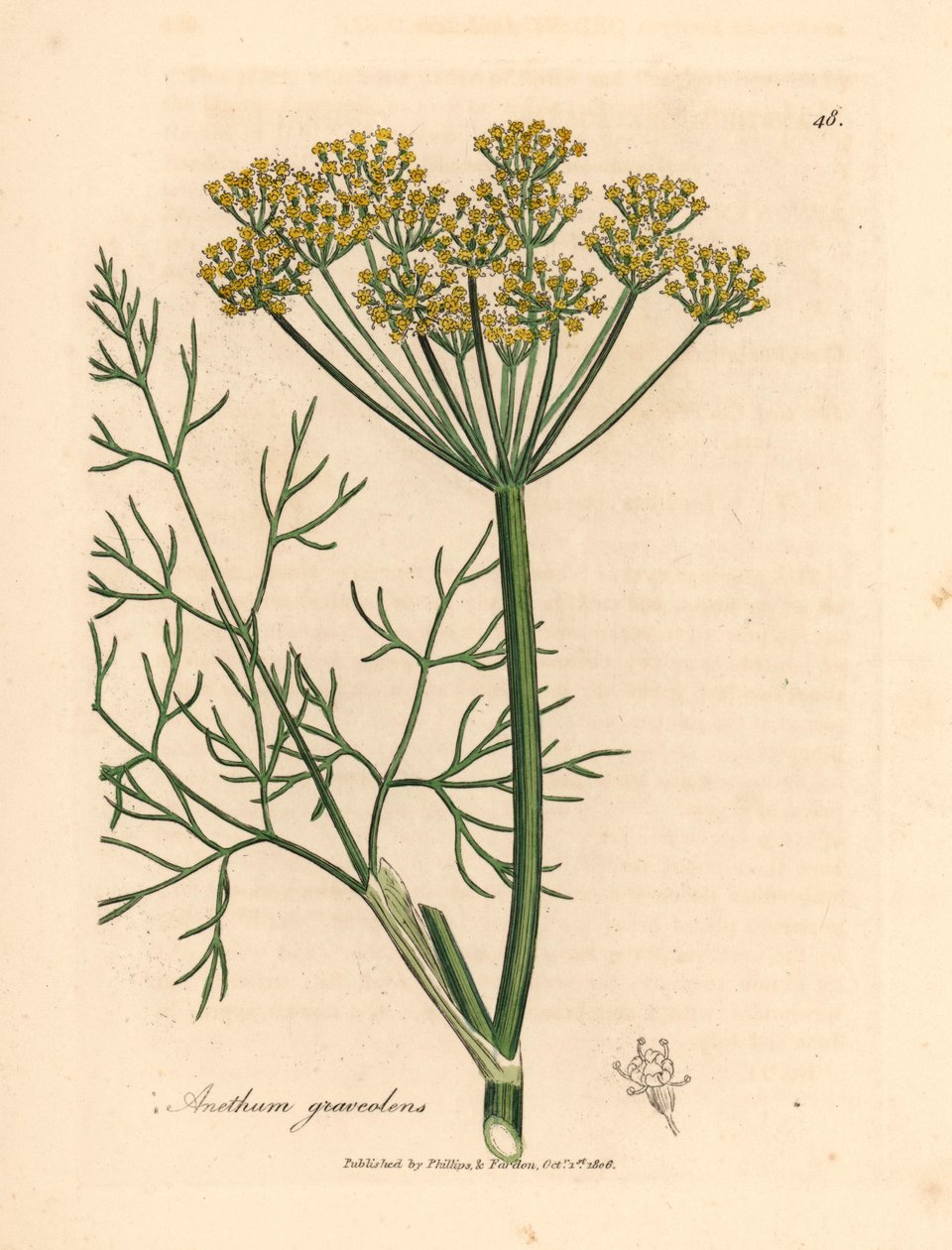 Gulblomstret dill, Anethum graveolens, fra en botanisk illustrasjon av James Sowerby fra William Woodville og Sir William Jackson Hookers "Medical Botany" 1832 (håndfarget kobberstikk) av James (after) Sowerby