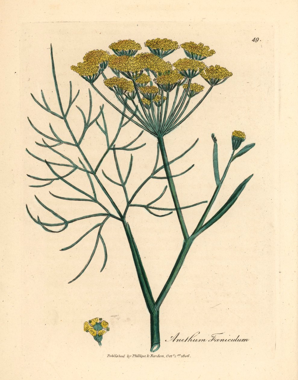 Gulblomstret fennikel, Anethum foeniculum, fra en botanisk illustrasjon av James Sowerby fra William Woodville og Sir William Jackson Hookers "Medical Botany" 1832 (håndfarget kobberstikk) av James (after) Sowerby