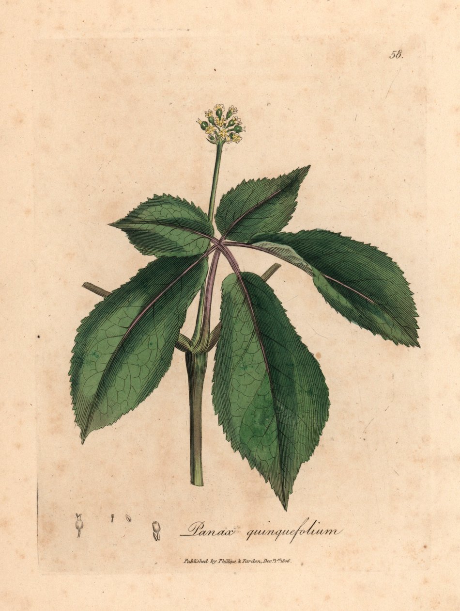 Gulblomstret ginsengplante, Panax quinquefolium, fra en botanisk illustrasjon av James Sowerby fra William Woodville og Sir William Jackson Hookers "Medical Botany" 1832 (håndfarget kobberstikk) av James (after) Sowerby