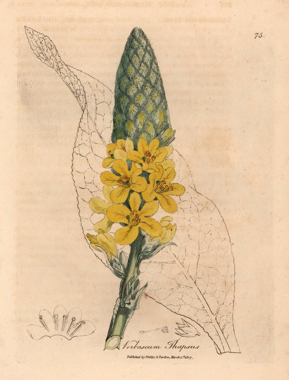 Gulblomstret stor bredbladet mullein, Verbascum thapsus, fra en botanisk illustrasjon av James Sowerby fra William Woodville og Sir William Jackson Hookers "Medical Botany" 1832 (håndfarget kobberstikk) av James (after) Sowerby