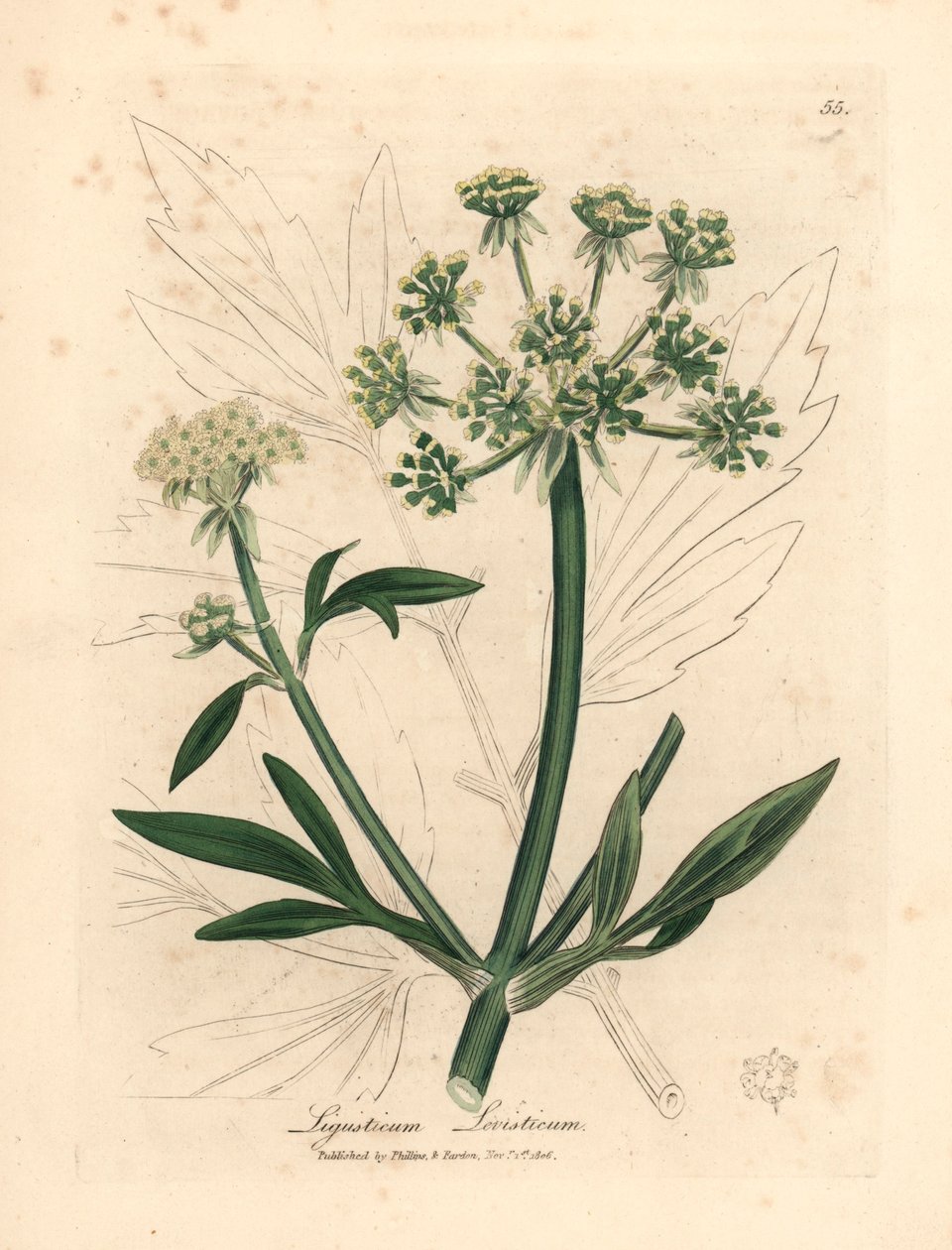 Gulblomstret løvstikk, Ligusticum levisticum, fra en botanisk illustrasjon av James Sowerby fra William Woodville og Sir William Jackson Hookers "Medical Botany" 1832 (håndfarget kobberstikk) av James (after) Sowerby