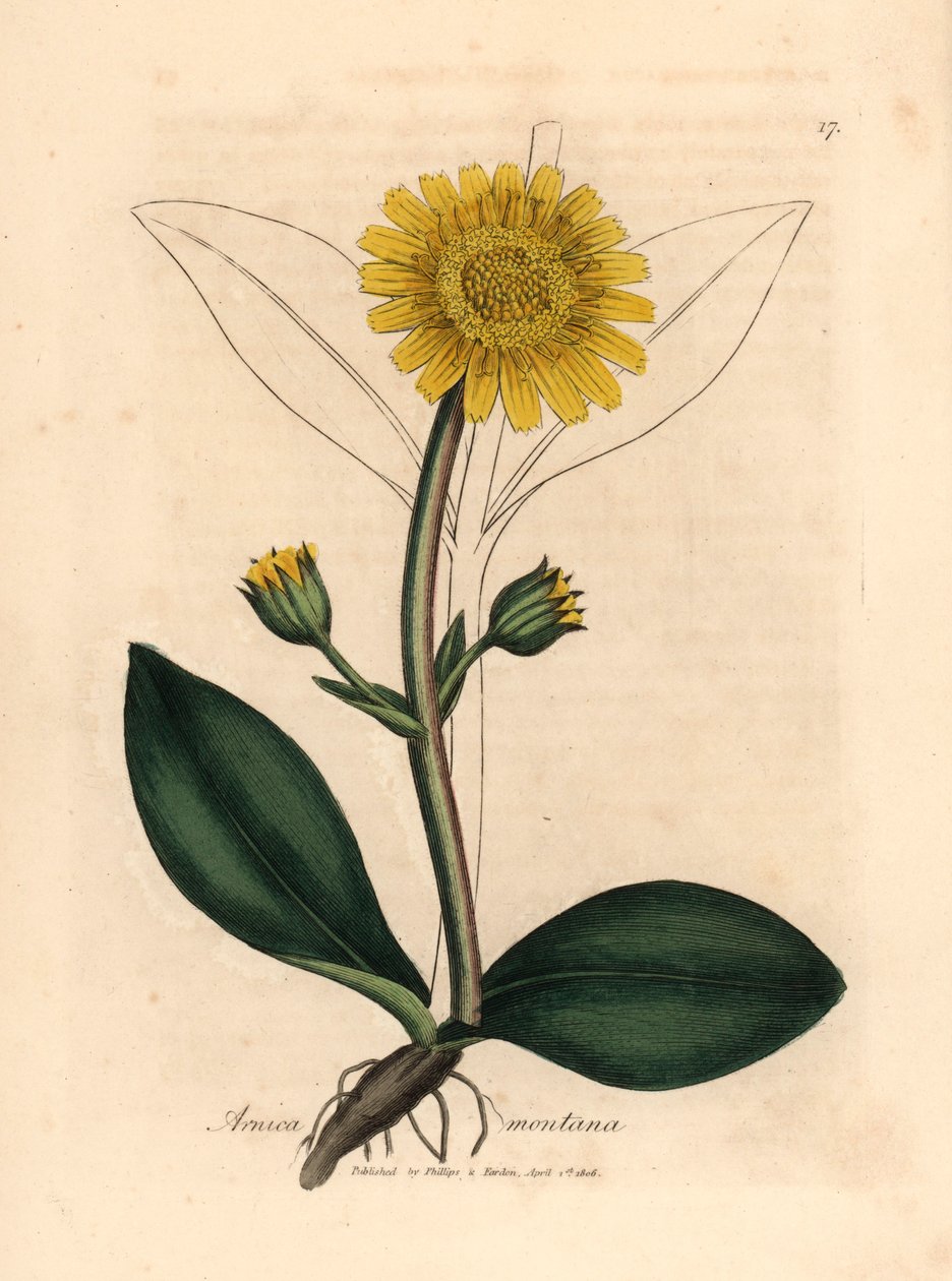 Gulblomstret fjellarnica, Arnica montana, fra en botanisk illustrasjon av James Sowerby fra William Woodville og Sir William Jackson Hookers "Medical Botany" 1832 (håndfarget kobberstikk) av James (after) Sowerby