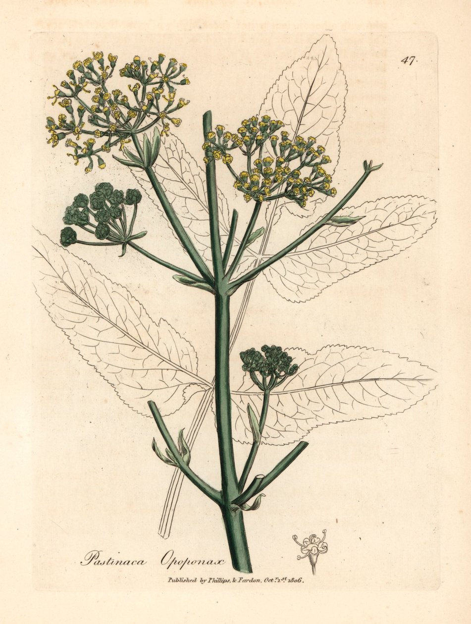 Gulblomstret opopanax eller grov pastinak, Pastinaca opopanax, fra en botanisk illustrasjon av James Sowerby fra William Woodville og Sir William Jackson Hookers "Medical Botany" 1832 (håndfarget kobberstikk) av James (after) Sowerby
