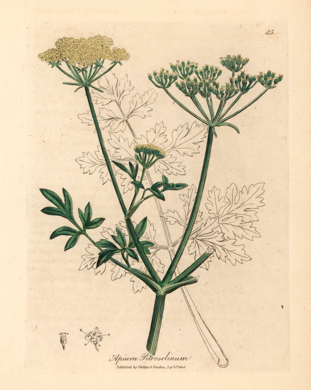 Gulblomstret persille, Apium petroselinum, fra en botanisk illustrasjon av James Sowerby fra William Woodville og Sir William Jackson Hookers "Medical Botany" 1832 (håndfarget kobberstikk) av James (after) Sowerby
