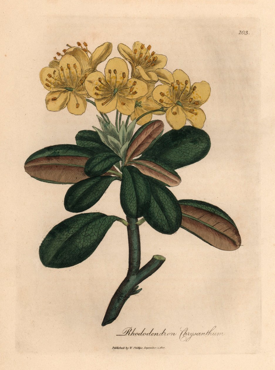 Gulblomstret rhododendron, Rhododendron krysantemum, fra en botanisk illustrasjon av James Sowerby fra William Woodville og Sir William Jackson Hookers "Medical Botany" 1832 (håndfarget kobberstikk) av James (after) Sowerby