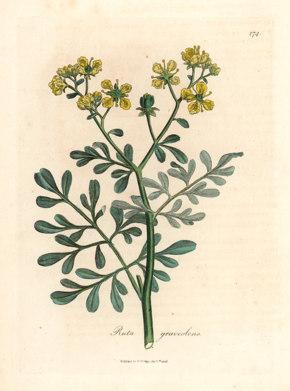 Gulblomstret rue, Ruta graveolens, fra en botanisk illustrasjon av James Sowerby fra William Woodville og Sir William Jackson Hookers "Medical Botany" 1832 (håndfarget kobberstikk) av James (after) Sowerby