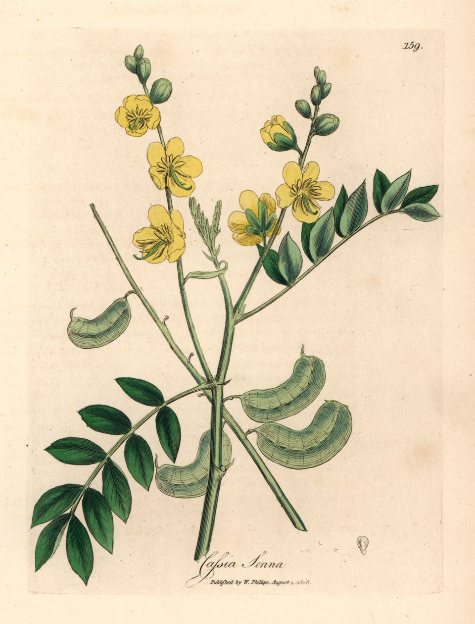 Gulblomstret senna eller egyptisk kassia med frøkapsler, Cassia senna, fra en botanisk illustrasjon av James Sowerby fra William Woodville og Sir William Jackson Hookers "Medical Botany" 1832 (håndfarget kobberstikk) av James (after) Sowerby