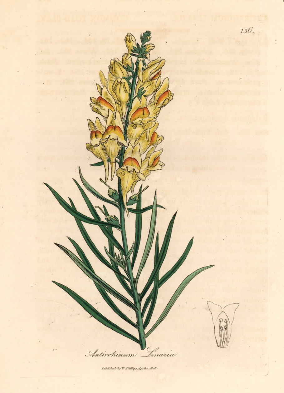 Gulblomstret snapdragon, Antirrhinum linaria, fra en botanisk illustrasjon av James Sowerby fra William Woodville og Sir William Jackson Hookers "Medical Botany" 1832 (håndfarget kobberstikk) av James (after) Sowerby