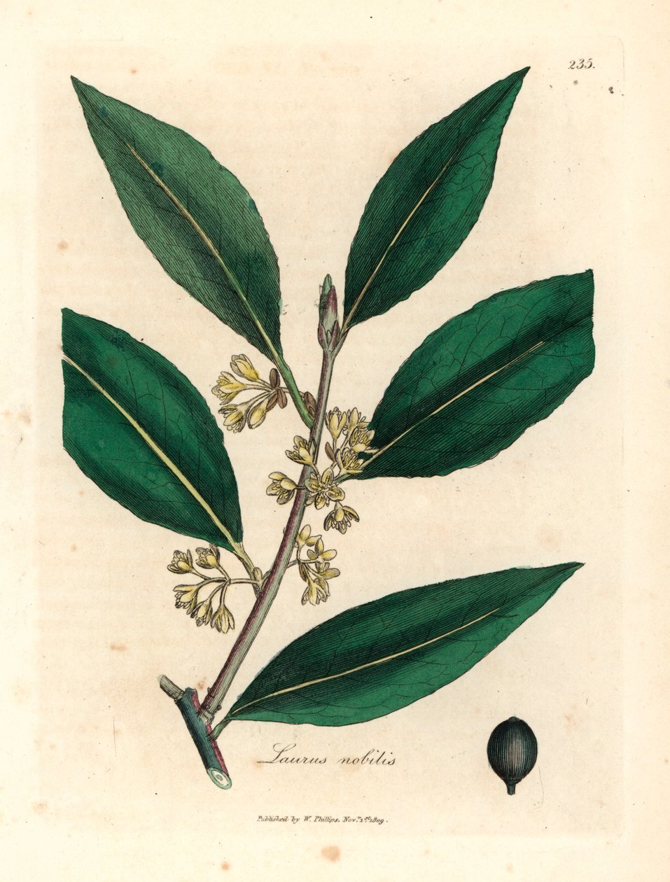 Gulblomstrede søte laurbærblad, Laurus nobilis, fra en botanisk illustrasjon av James Sowerby fra William Woodville og Sir William Jackson Hookers "Medical Botany" 1832 (håndfarget kobberstikk) av James (after) Sowerby