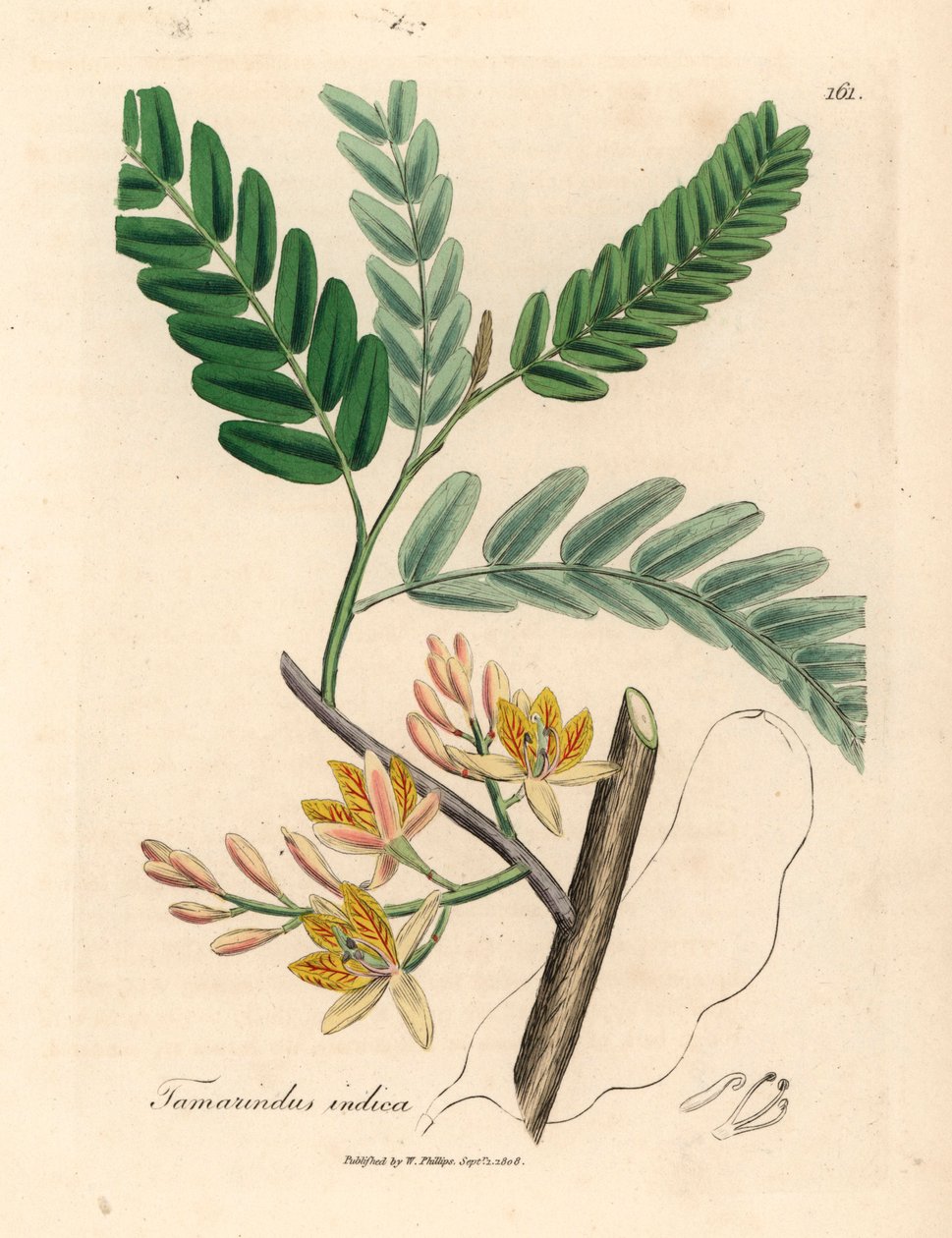 Gulblomstret tamarindtre, Tamarindus indica, fra en botanisk illustrasjon av James Sowerby fra William Woodville og Sir William Jackson Hookers "Medical Botany" 1832 (håndfarget kobberstikk) av James (after) Sowerby