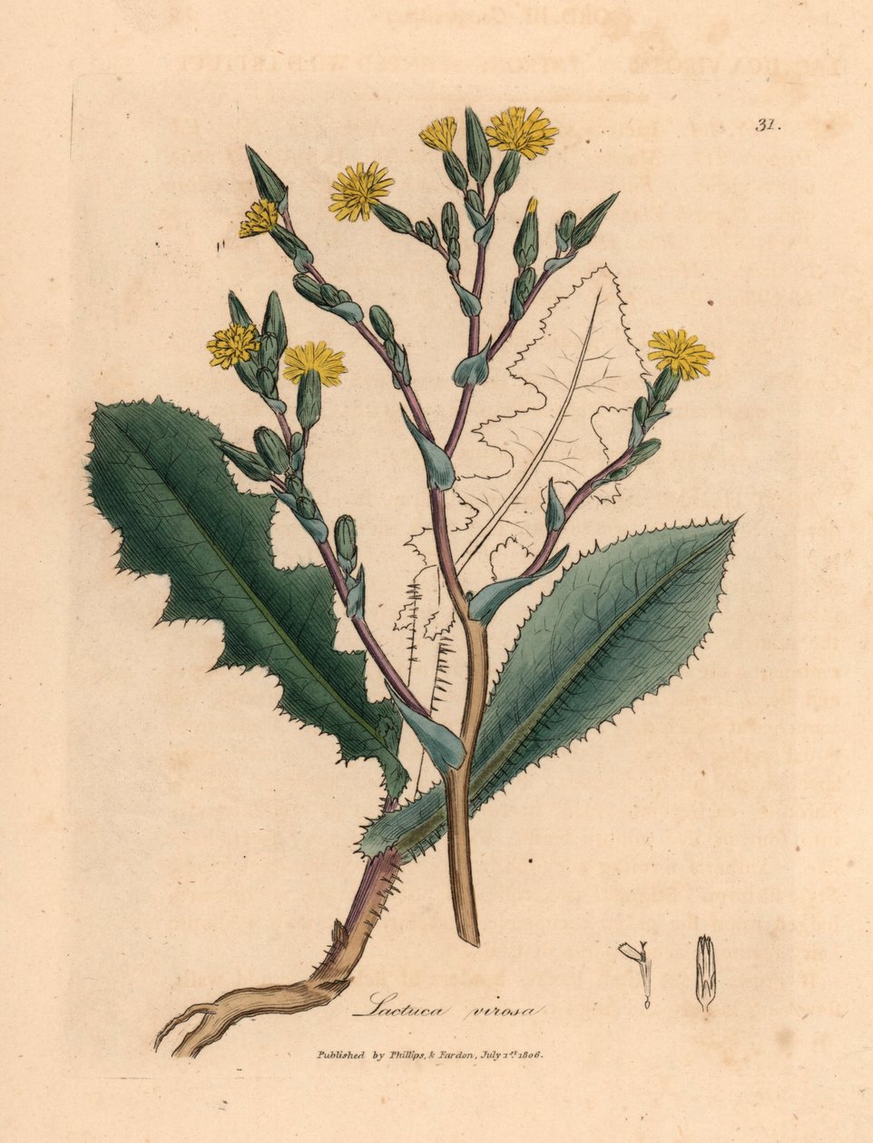 Gulblomstret villsalat, Lactuca virosa, fra en botanisk illustrasjon av James Sowerby fra William Woodville og Sir William Jackson Hookers "Medical Botany" 1832 (håndfarget kobberstikk) av James (after) Sowerby