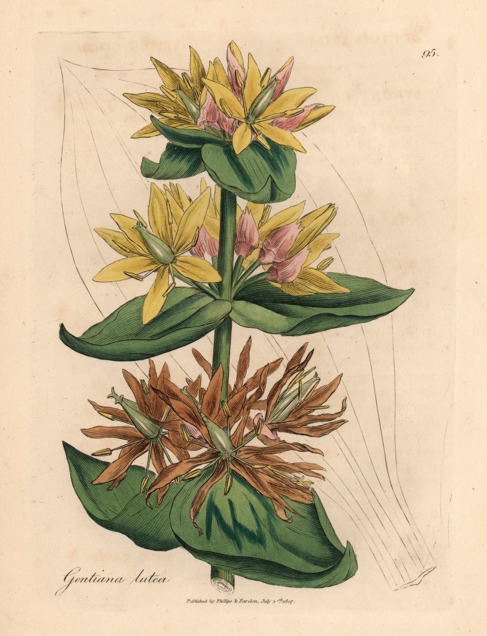 Gul gentian, Gentiana lutea, fra en botanisk illustrasjon av James Sowerby fra William Woodville og Sir William Jackson Hookers "Medical Botany" 1832 (håndfarget kobberstikk) av James (after) Sowerby