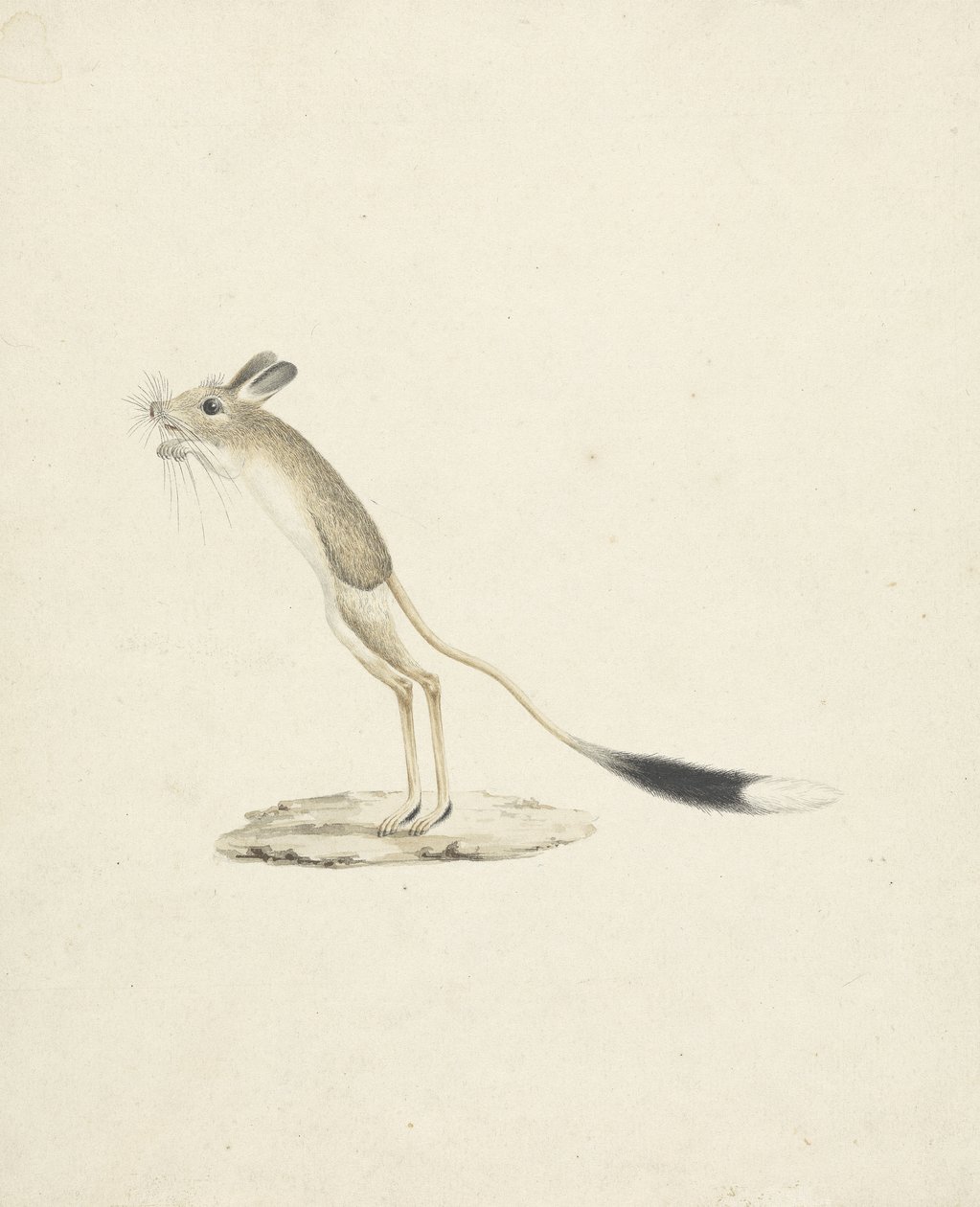 Jerboa nr. 4 (wc over grafitt på papir) av James 1730 94 Bruce