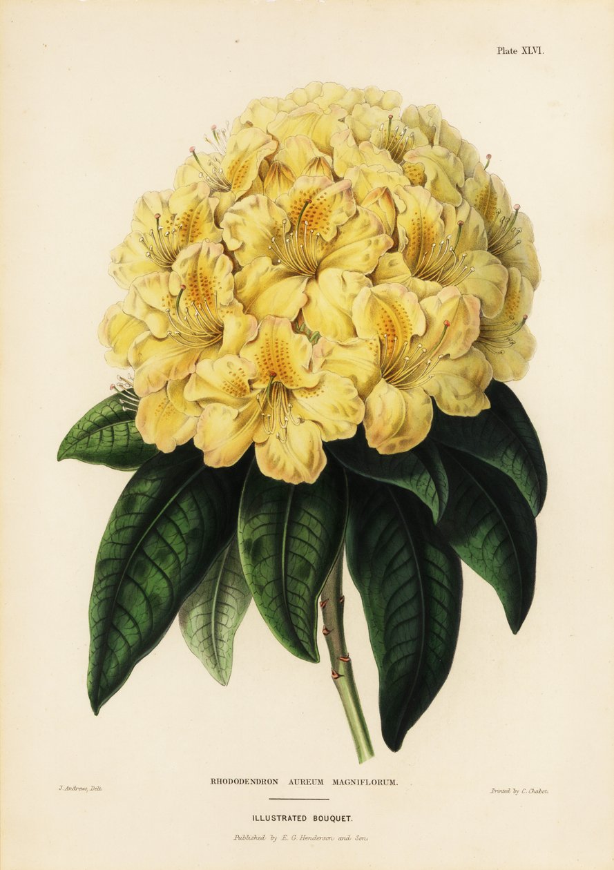 Gylden rhododendron, Rhodendron aureum magniflorum av James Andrews