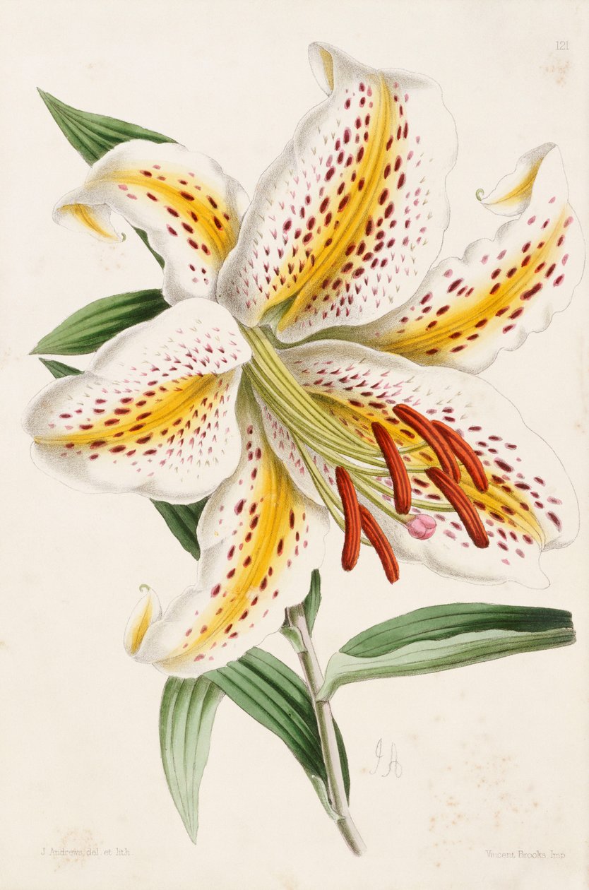 Lily, fra "The Floral Magazine", 1861-71 av James Andrews