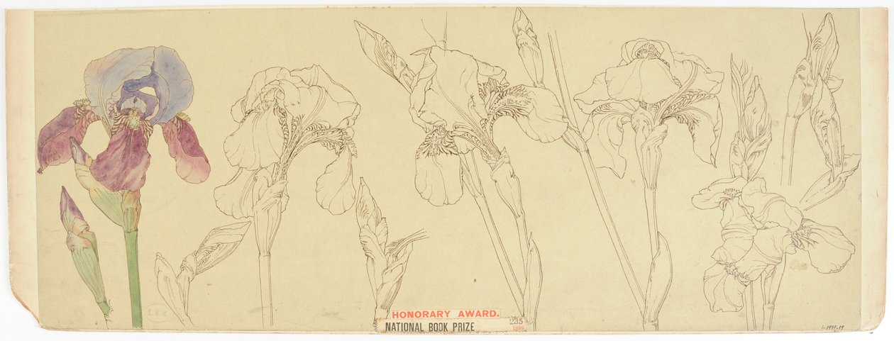 Botaniske studier, 1900-30 (wc på papir) av James Atherton