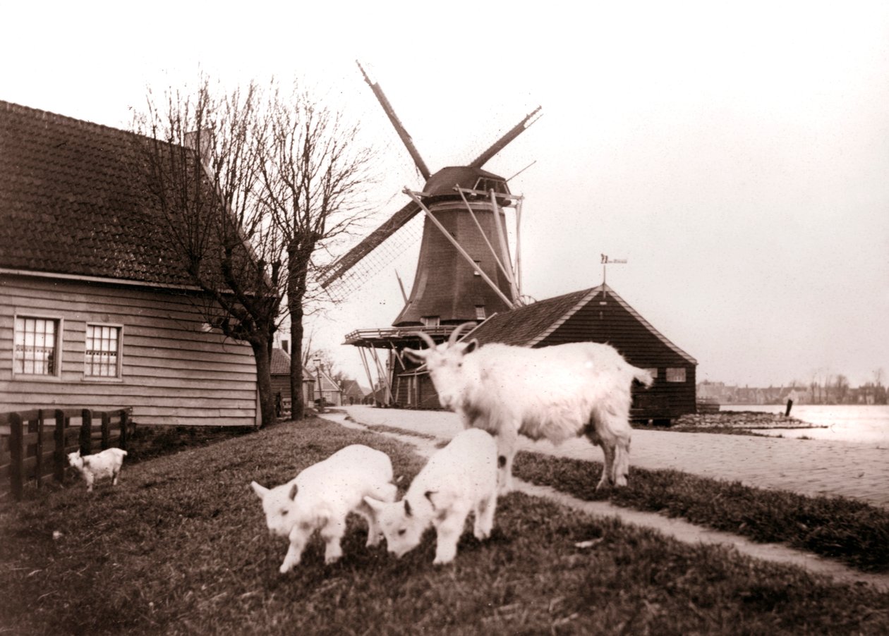 Geiter, Laandam, Nederland, 1898. av James Batkin