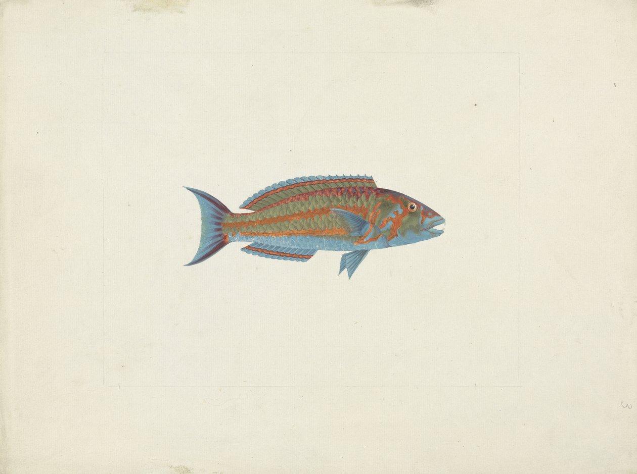 En fisk, El Hudderi Imbo (gouache over grafitt på papir) av James Bruce