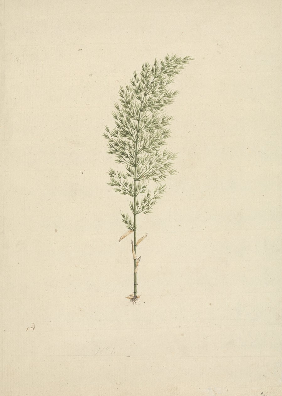 Arundinaria alpine K. Schum. (African Bamboo): ferdig tegning av vane med røtter av James Bruce
