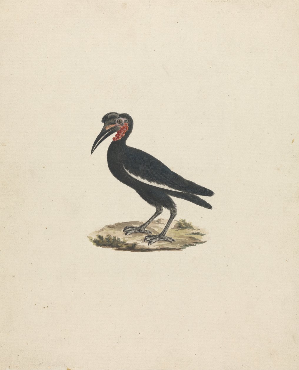 Bocorvus abyssinicus (Abyssinisk hornfugl) av James Bruce