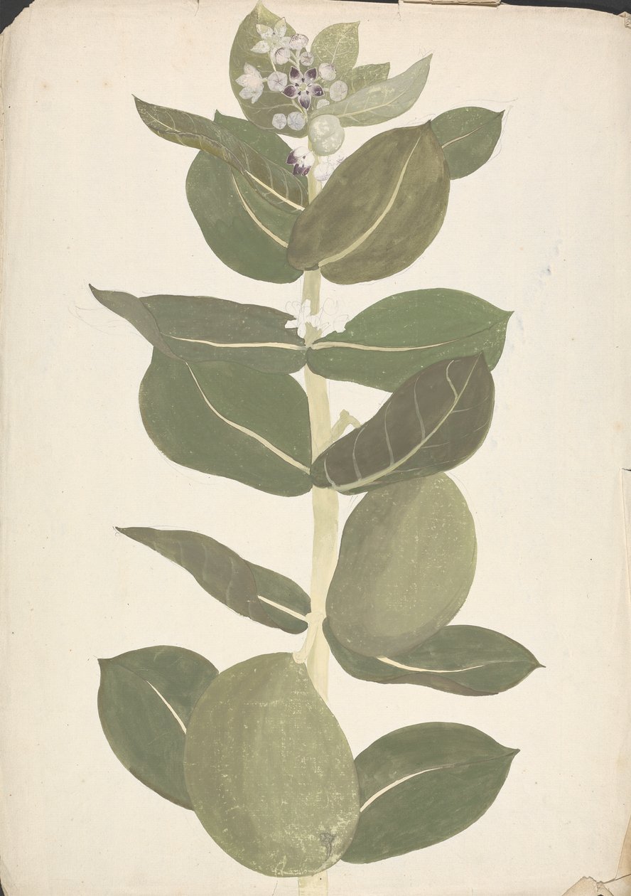 Calotropis procera (Ait.) Ait. f. (Sodomas eple, Auricular Tree): ferdig tegning av blomstrende og fruktplante av James Bruce